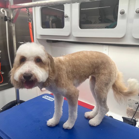 Mobile Grooming Convenience