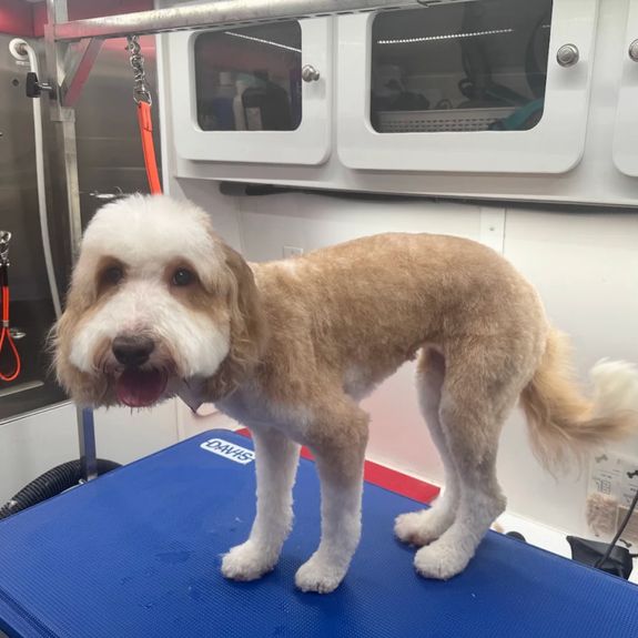 Tailored Grooming for Every Pet