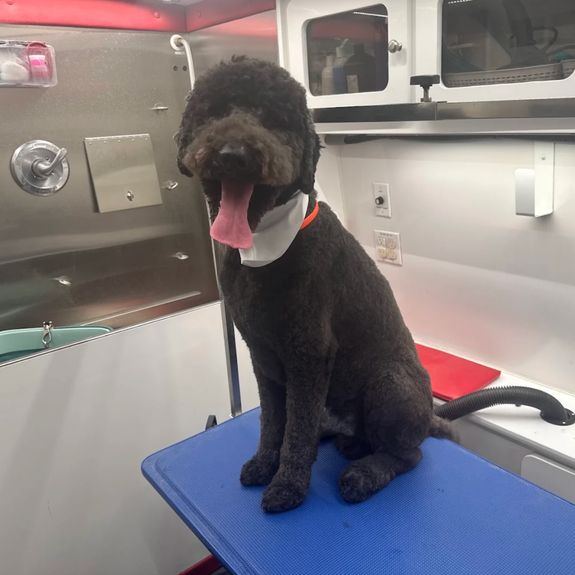 Fur Cutting and Styling