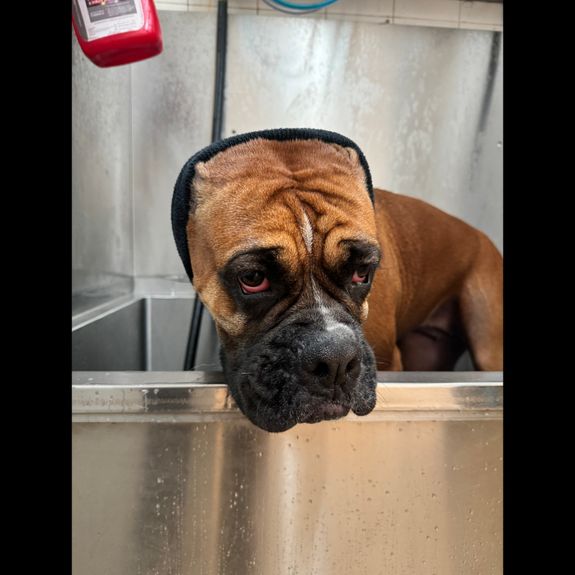 What products do you use for dog bathing?