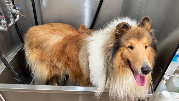 Your pup deserves a spa day right at home,