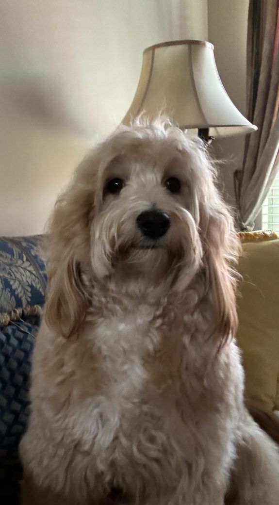 Can I book your dog bathing service for my puppy?