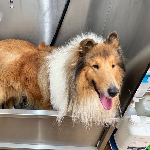 Is your service safe for all dog breeds?