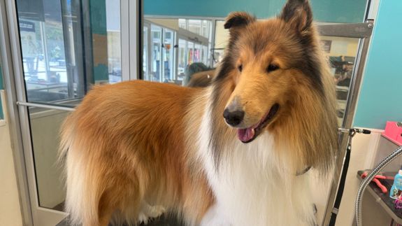 Dog grooming that fits your schedule in North Augusta.