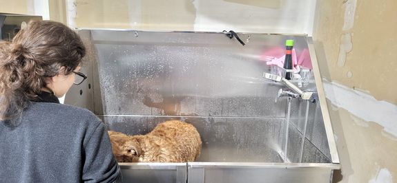 People Grooming a Guinea Pig