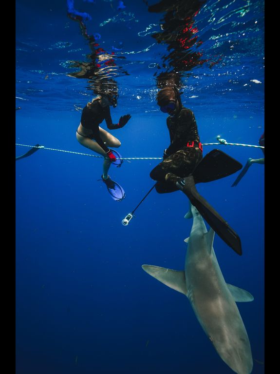 Snorkeling with Sharks