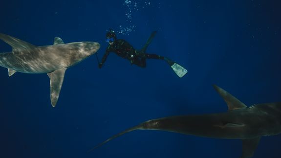 Experience the Thrill of Shark Diving in Jupiter, South Florida