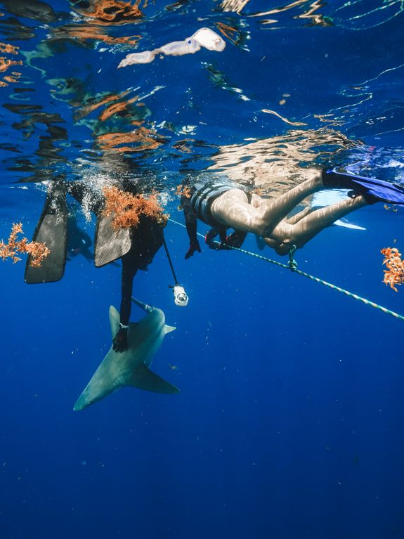 Educational Shark Briefings