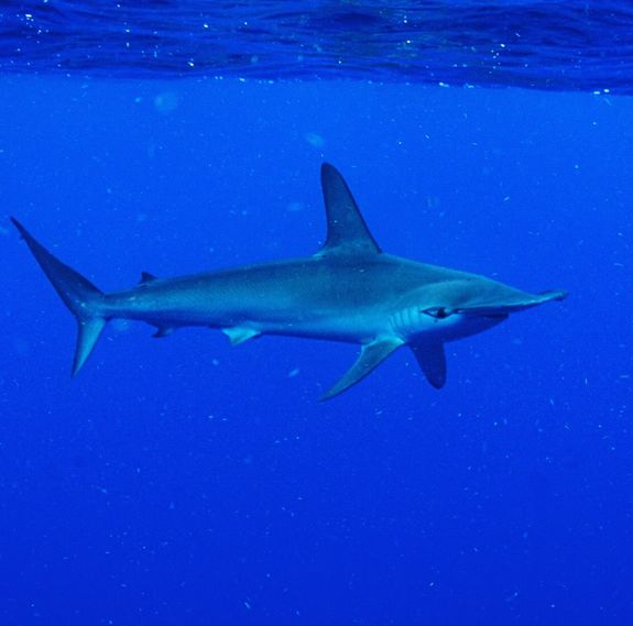 What types of sharks will I see while snorkeling?