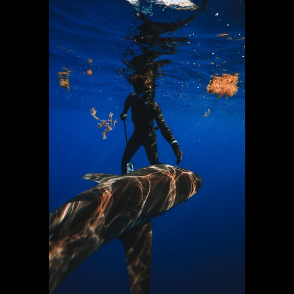 What safety measures are in place for snorkeling with sharks?