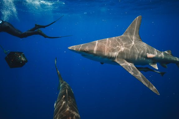 Discover the Wonders Beneath the Waves in Jupiter