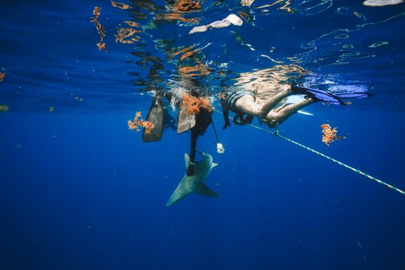 Commitment to Conservation and Education