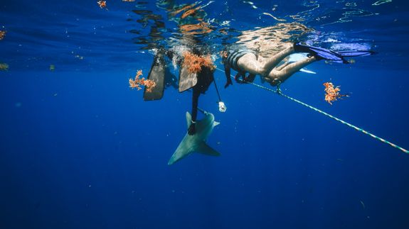 Experience the Thrill of the Ocean's Greatest Predator in Jupiter.