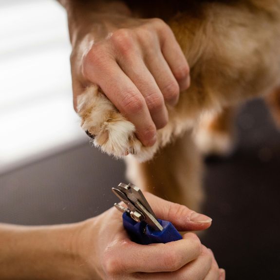Paws & Claws Nail Care