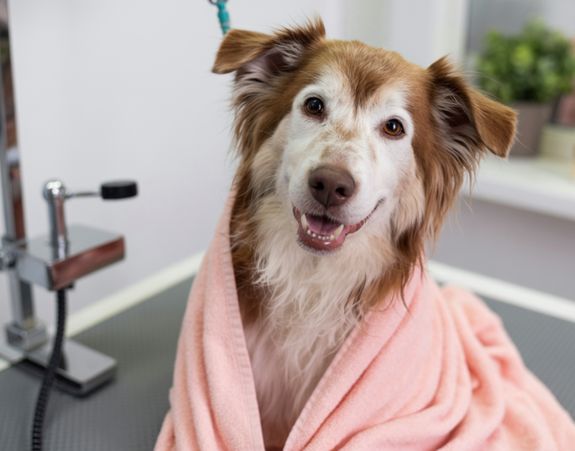 How to Schedule a De-Shedding and Coat Care Appointment