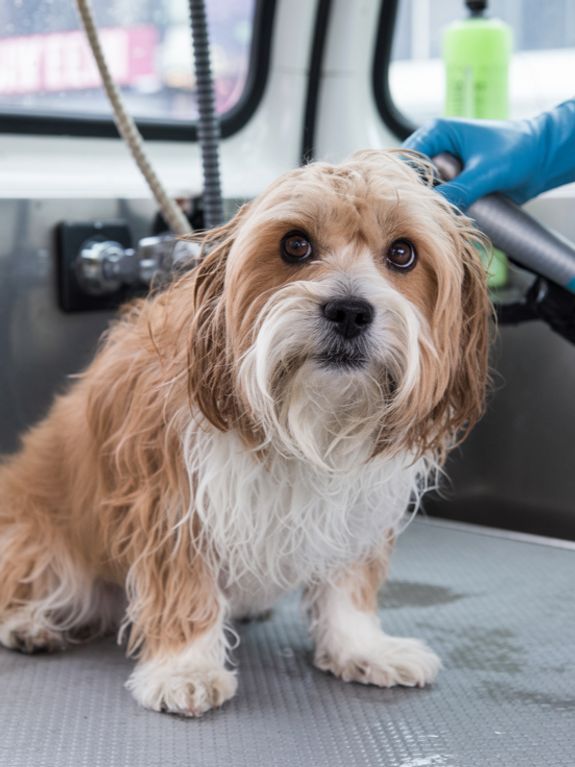 Shampoo and Conditioning