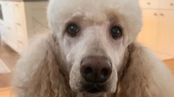 Expert Grooming meets Happy, Healthy Pups