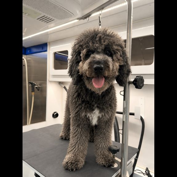 Gentle and Compassionate Care