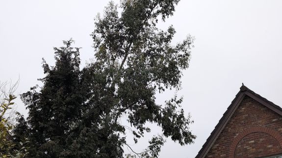 Timber Care That Brings Peace of Mind in Belfast.