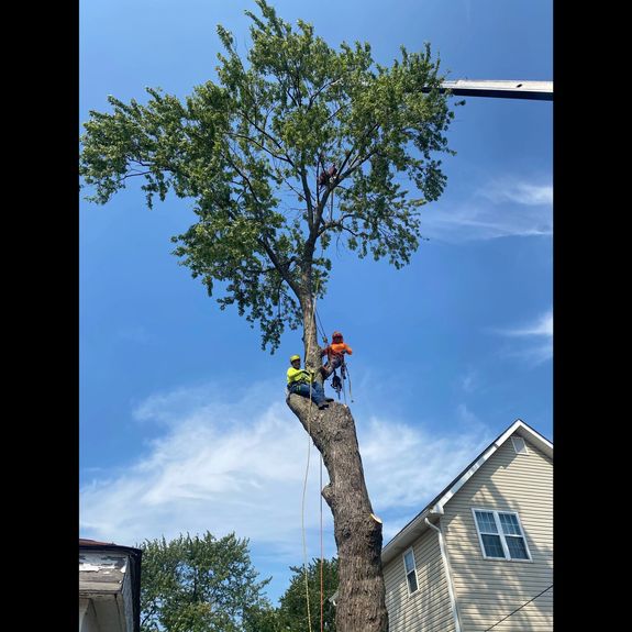 Tree service maintenance/ removal