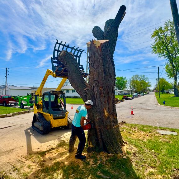 Tree Removal
