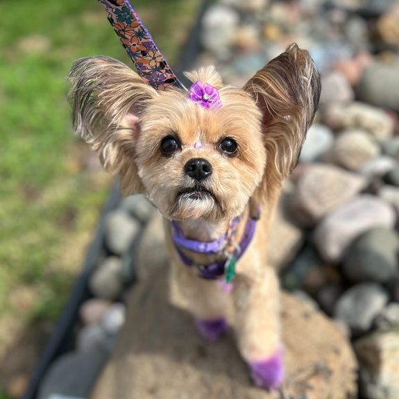 Experience Grooming Like Never Before