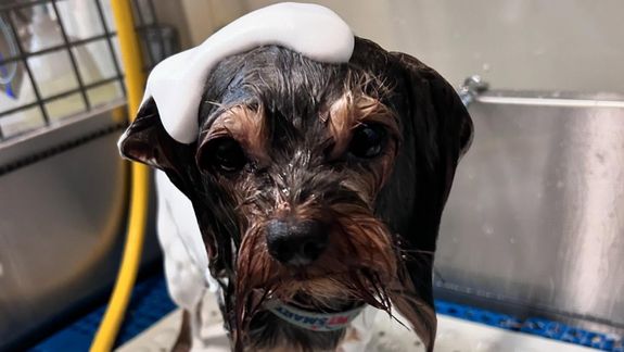 Your Pet Deserves a Lovly Touch