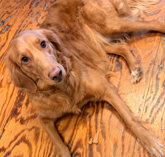 Personalized Pet Care
