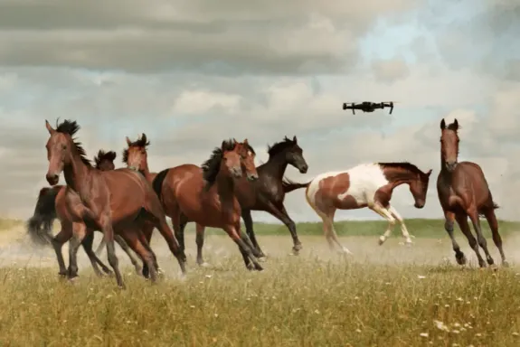 Local Expertise, Global Inspiration