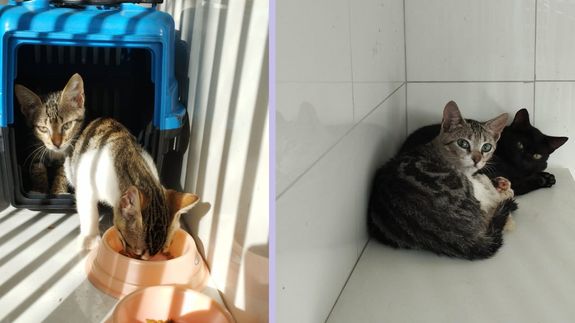 Ação Comunitária de Castração de Gatos de Rua