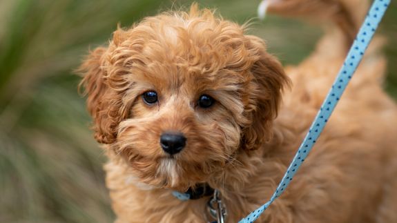 Reliable Dog Walking Services in Matthews, NC