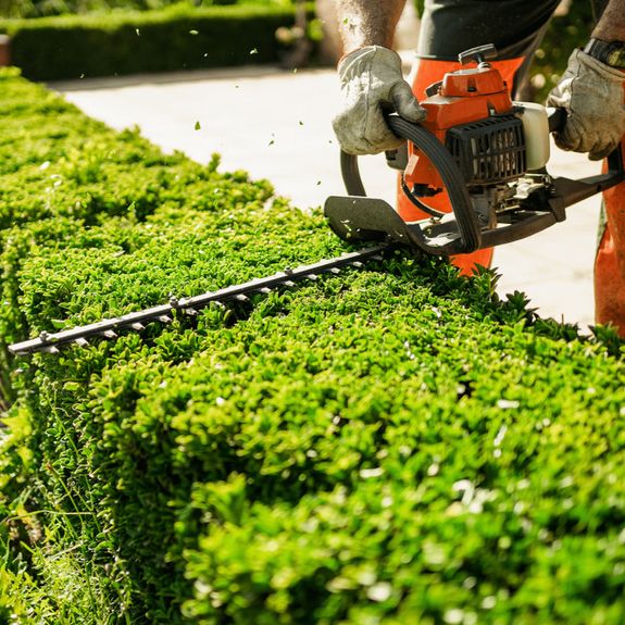 Hedge & Bush Trimming