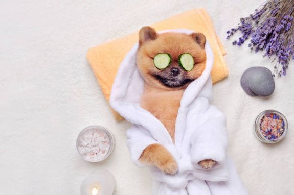 Elevate Your Pet's Grooming Experience in Rochelle, GA