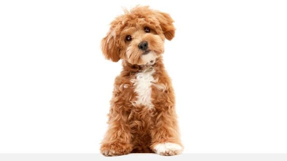 Holistic pet spa