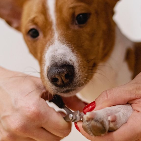 What can I expect during a nail trimming session?