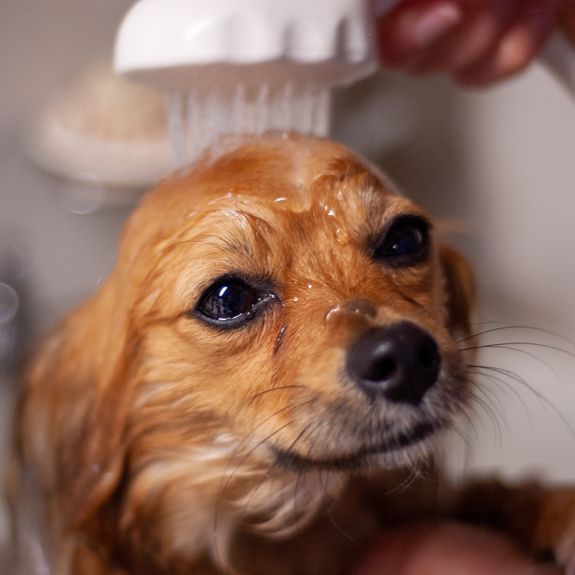 What is the Self-Serve Dog Wash experience like?