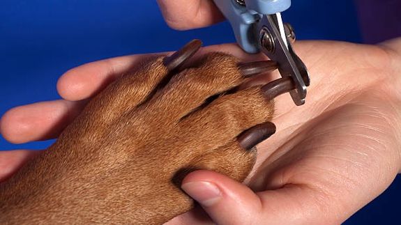 Gentle Trimming, Happy Paws. We handle both.