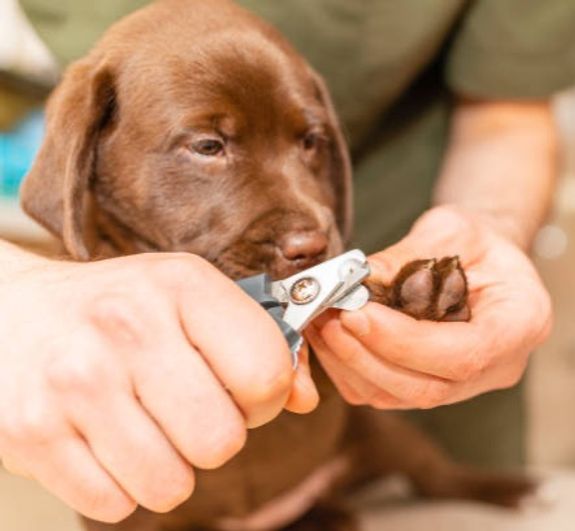 How often should I have my pet's nails trimmed?