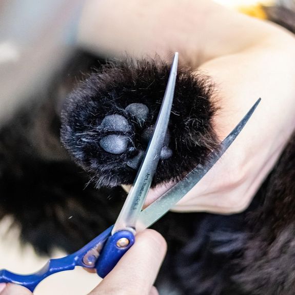How often should I have my pet's nails trimmed?