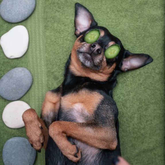 Holistic Approach to Pet Care