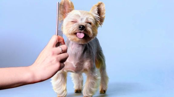 Frequent Grooming Is Essential!