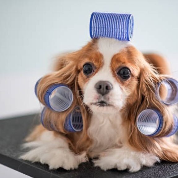 What are the hours of operation for the Self-Serve Dog Wash?