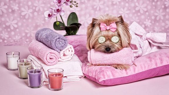Pampering Pets in Rochelle, GA at Holistic Pet Spa
