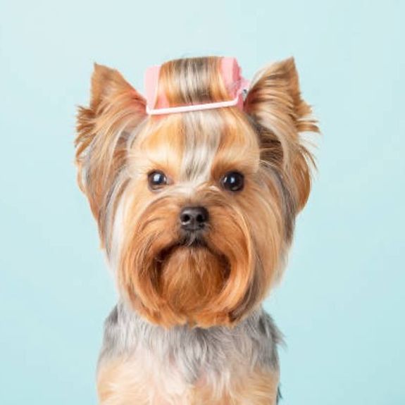 Personalized Grooming Services