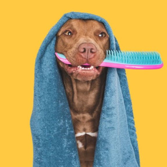 Do I need to make a reservation to use the Self-Serve Dog Wash?