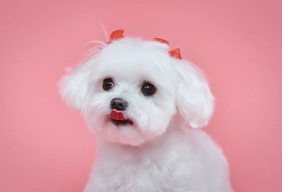 Fluff & Tidy