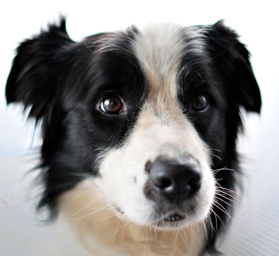 Is the Self-Serve Dog Wash suitable for all dog breeds?