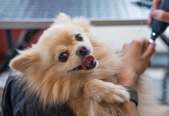 What if my pet is anxious about nail trimming?
