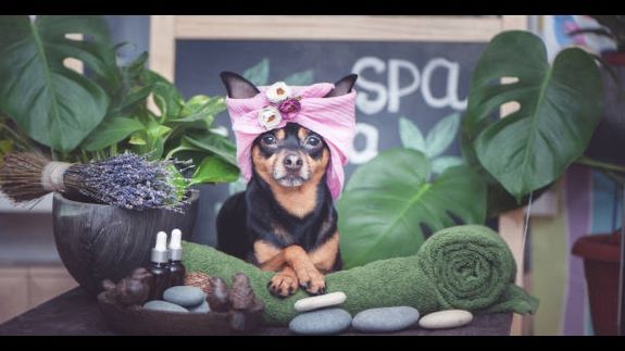 Nurturing Pet Grooming Services in Rochelle, GA