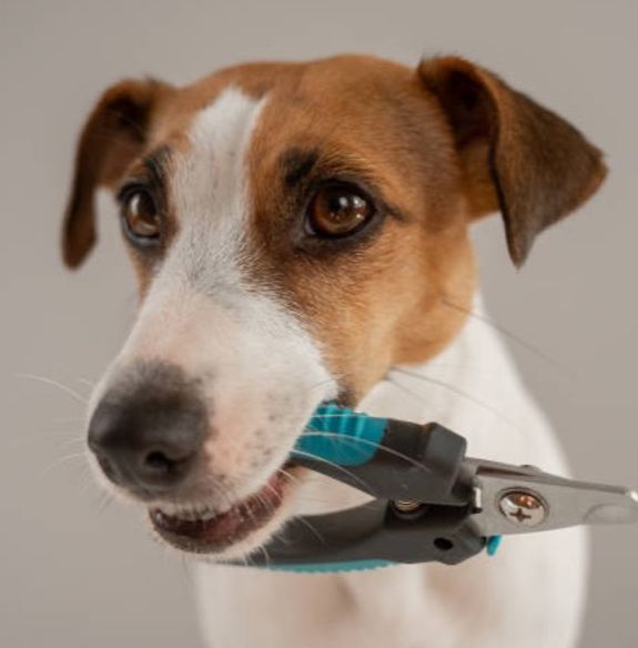 Expert Nail Trimming